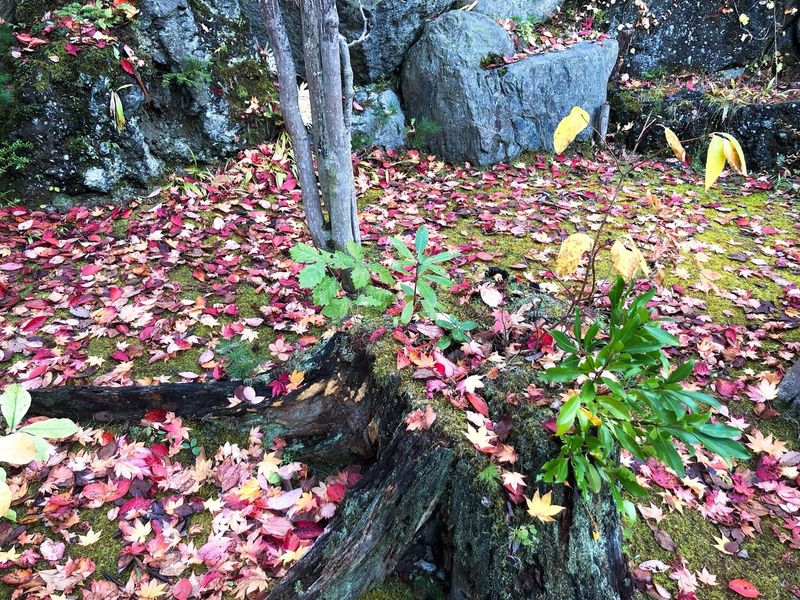 紅桜公園の紅葉は見所満載